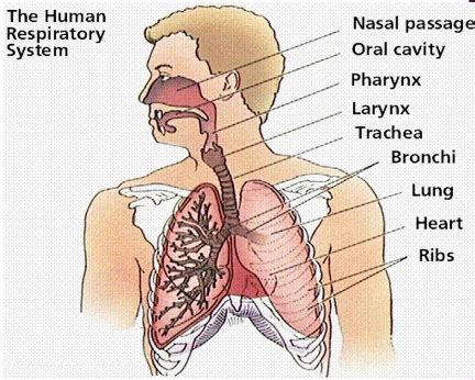 Which Is The Order Of Airflow During Inhalation