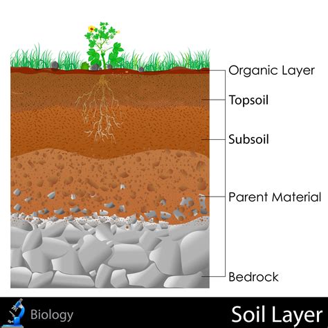 Which Layer Of Soil Is On The Bottom