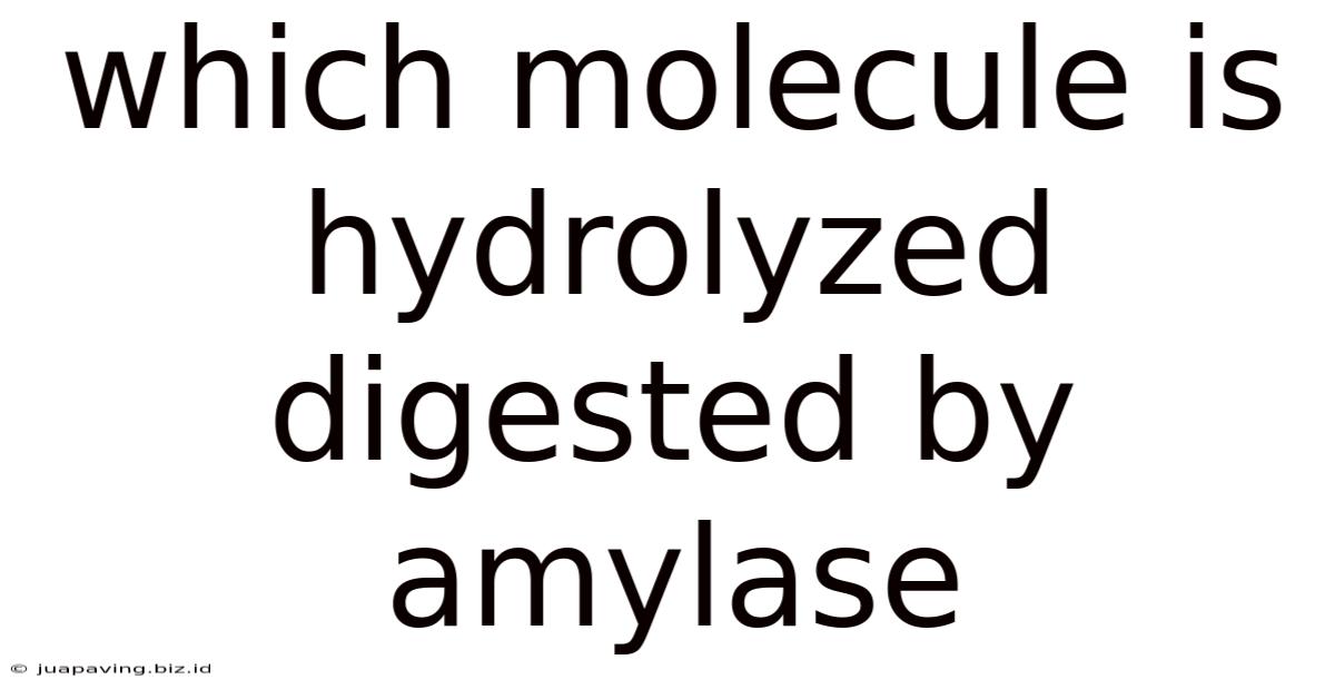 Which Molecule Is Hydrolyzed Digested By Amylase