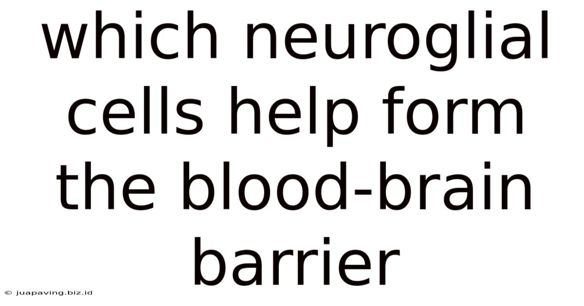 Which Neuroglial Cells Help Form The Blood-brain Barrier