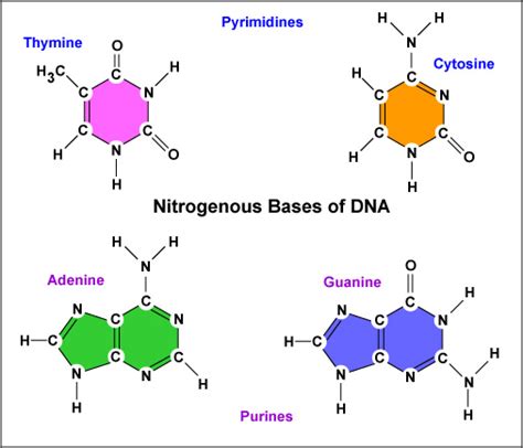 Which Nitrogenous Base Is Not Found In Dna