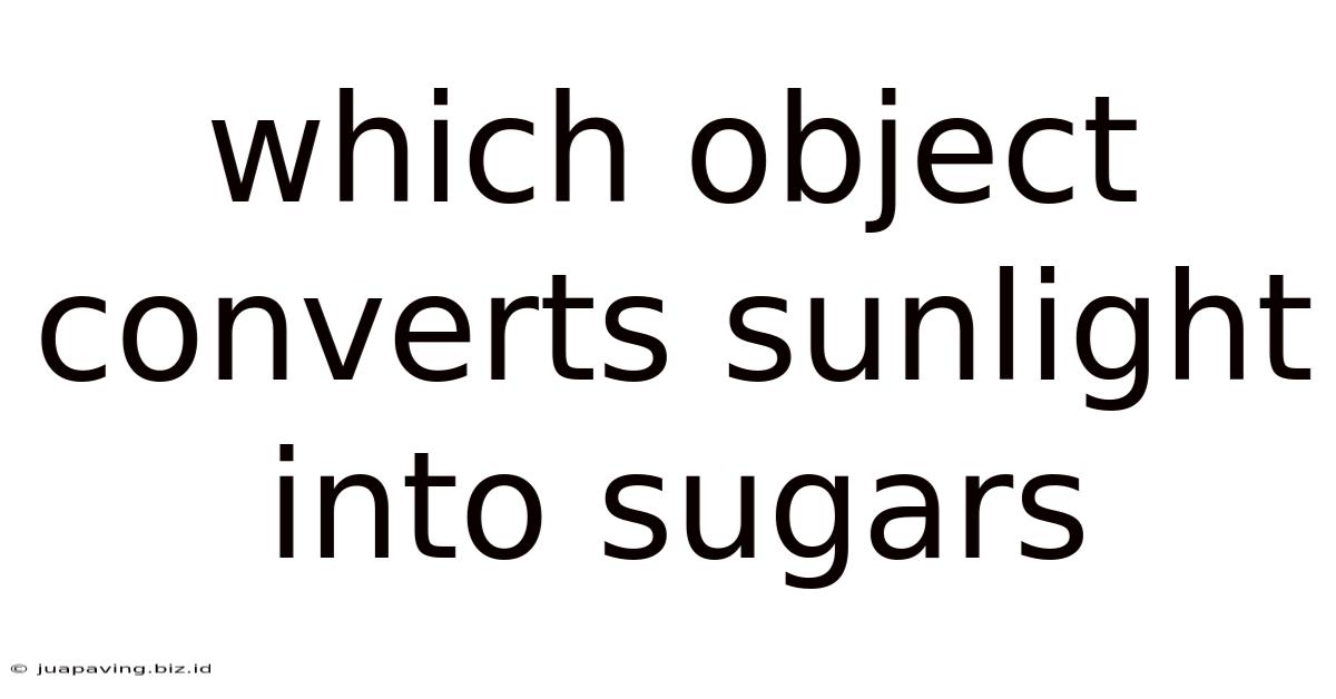 Which Object Converts Sunlight Into Sugars