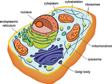 Which Of The Following Are Characteristics Of Eukaryotic Cells