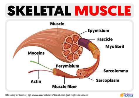 Which Of The Following Are Characteristics Of Skeletal Muscle