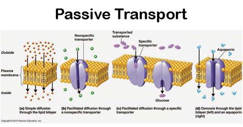 Which Of The Following Are Examples Of Passive Transport