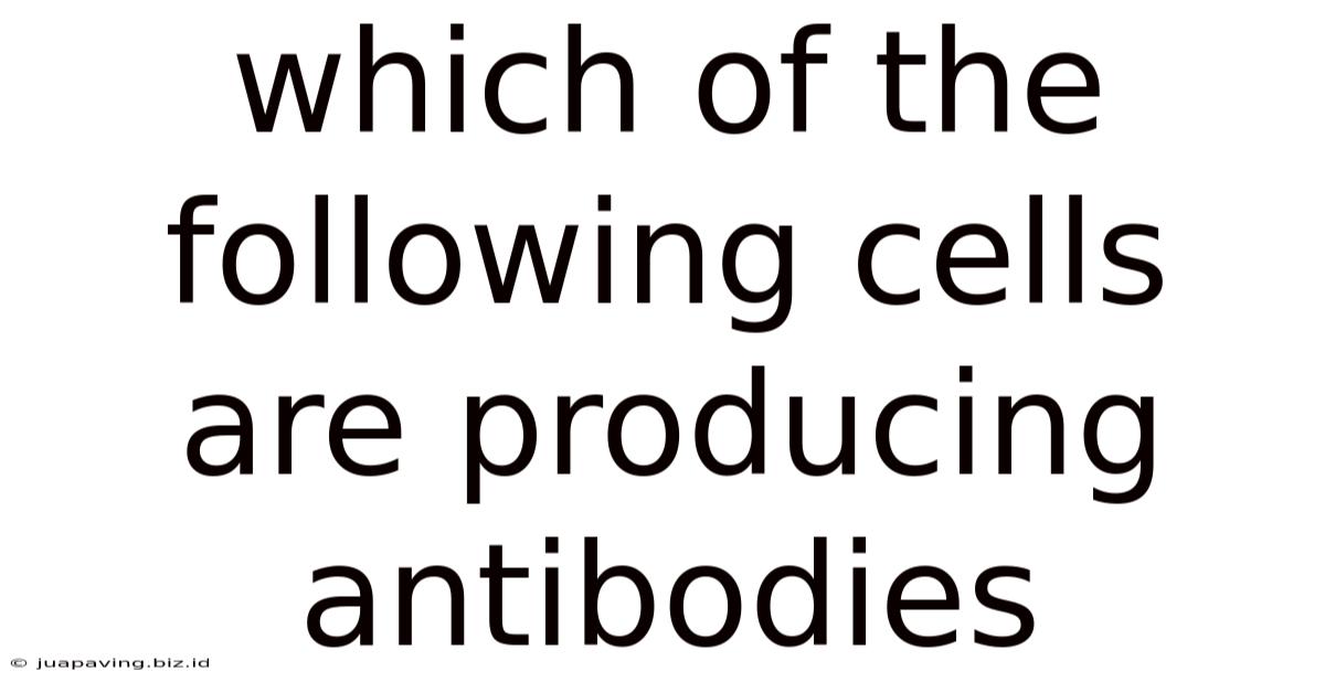 Which Of The Following Cells Are Producing Antibodies