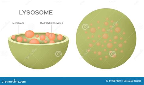 Which Of The Following Contains Hydrolytic Enzymes