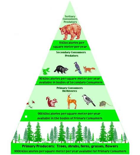 Which Of The Following Has The Most Biomass