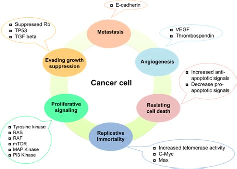 Which Of The Following Is A Characteristic Of Cancer Cells