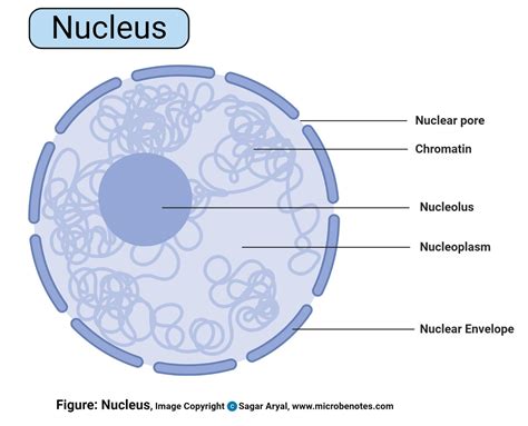 Which Of The Following Is A Function Of A Nucleus