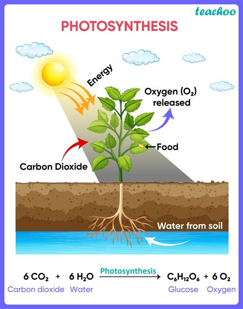 Which Of The Following Is A Product Of Photosynthesis