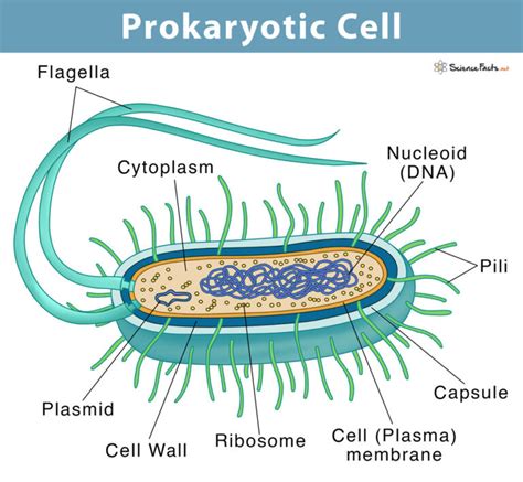 Which Of The Following Is A Prokaryotic Cell