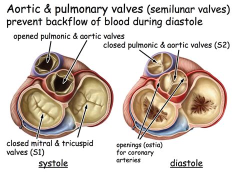 Which Of The Following Is A Semilunar Valve