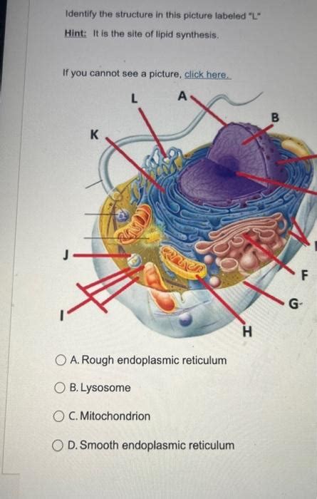 Which Of The Following Is A Site For Lipid Synthesis