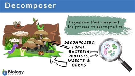 Which Of The Following Is An Example Of A Decomposer