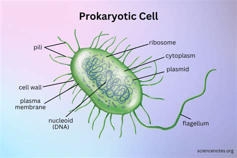 Which Of The Following Is An Example Of A Prokaryote