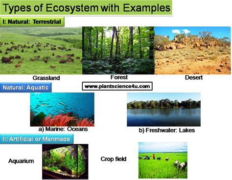 Which Of The Following Is An Example Of An Ecosystem