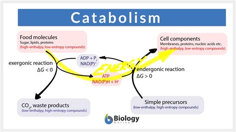 Which Of The Following Is An Example Of Catabolism