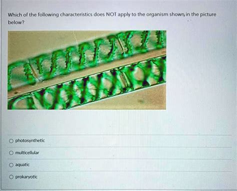 Which Of The Following Is Not A Multicellular Organism