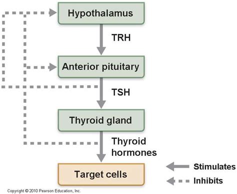 Which Of The Following Is Not A Tropic Hormone