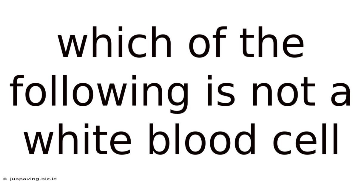 Which Of The Following Is Not A White Blood Cell