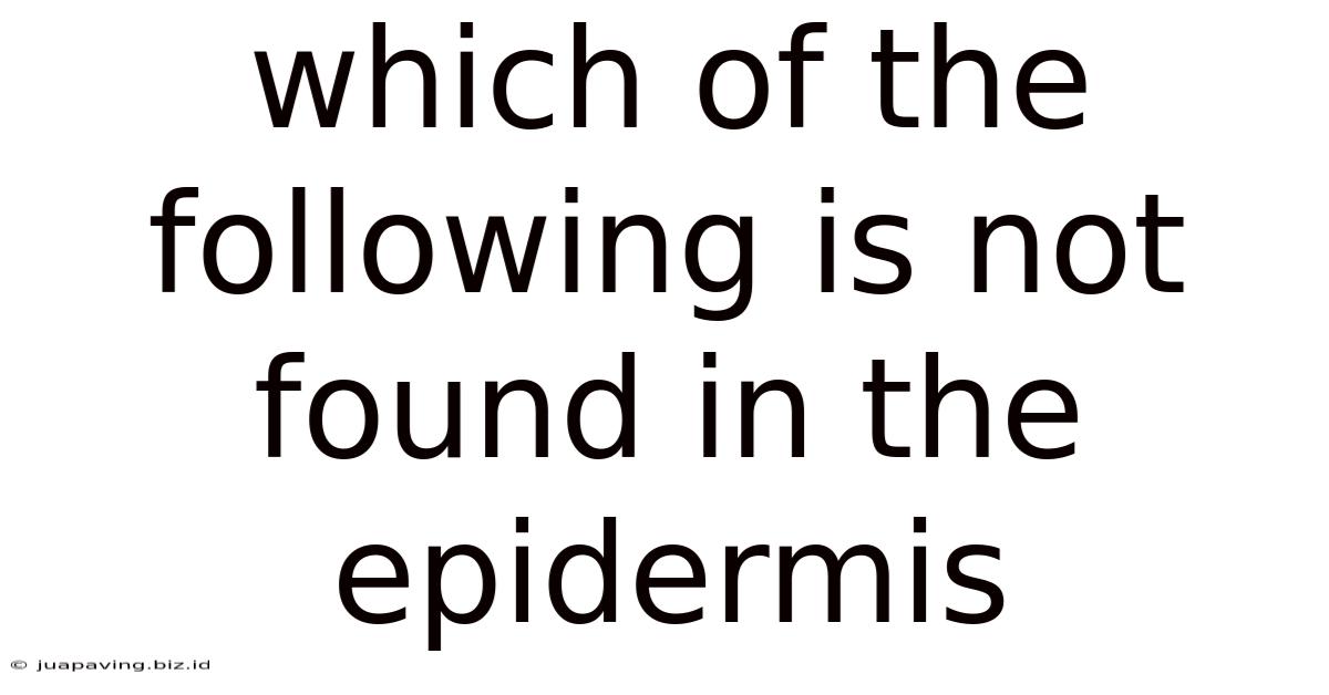 Which Of The Following Is Not Found In The Epidermis
