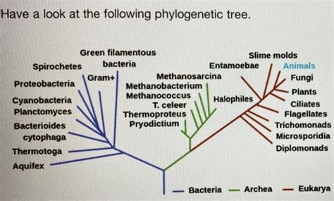 Which Of The Following Is True About Fungi