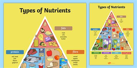 Which Of The Following Nutrients Is A Source Of Energy