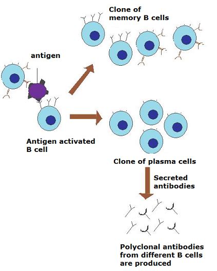 Which Of The Following Produce Antibodies