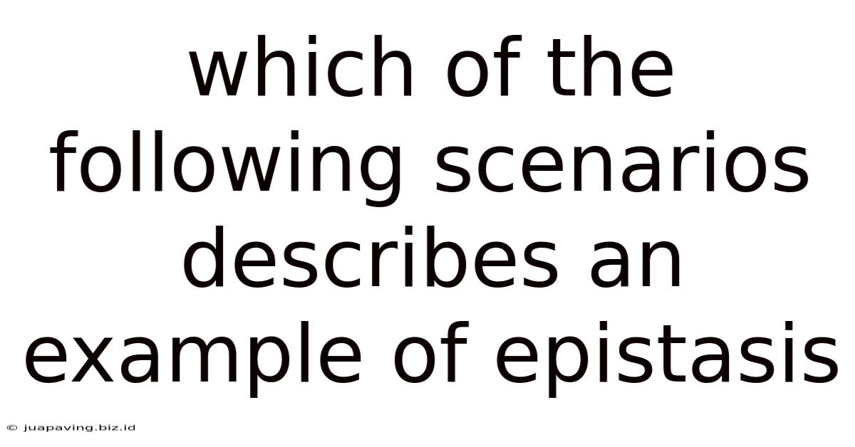 Which Of The Following Scenarios Describes An Example Of Epistasis
