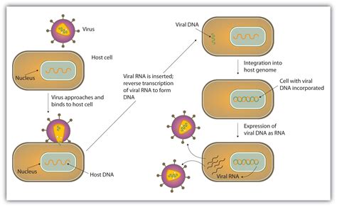 Which Of The Following Statements About Viruses Is Incorrect