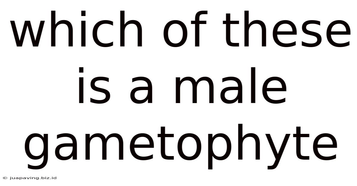 Which Of These Is A Male Gametophyte
