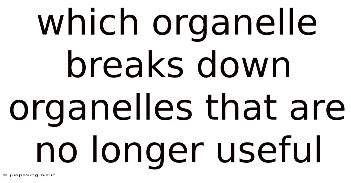 Which Organelle Breaks Down Organelles That Are No Longer Useful