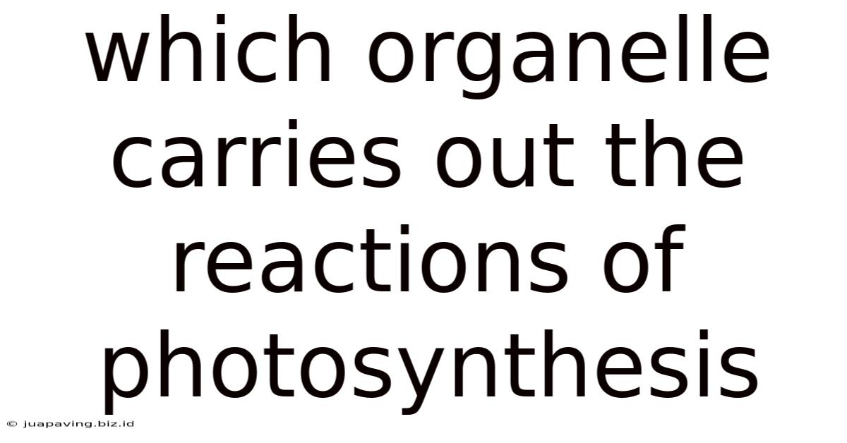 Which Organelle Carries Out The Reactions Of Photosynthesis