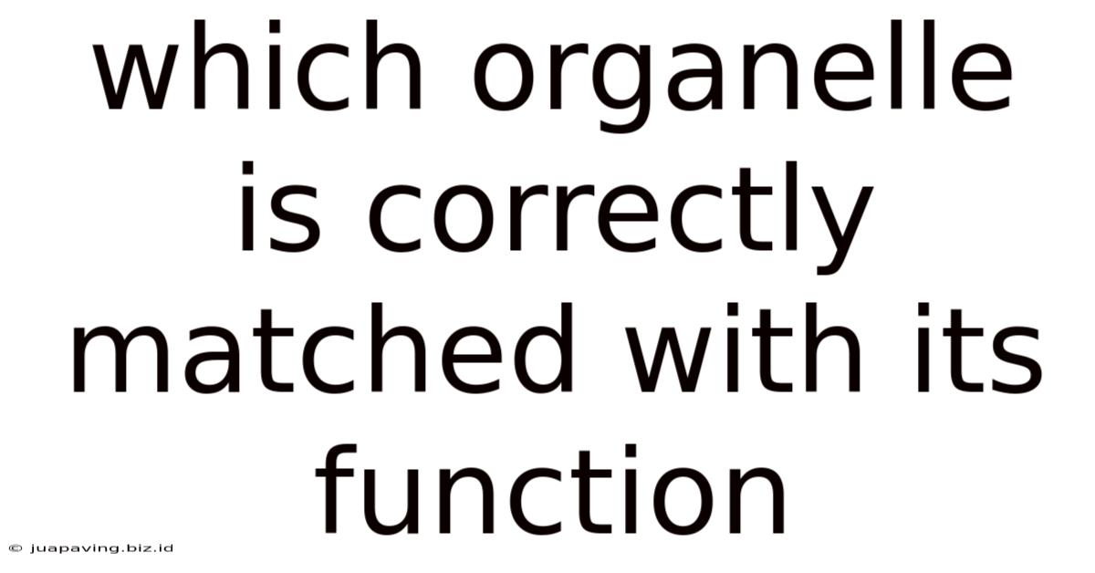 Which Organelle Is Correctly Matched With Its Function