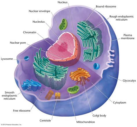 Which Organelle Is Critical For Cell Division