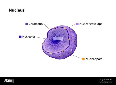 Which Organelle Is Enclosed By A Double Membrane