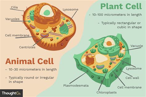 Which Organelle Is Found In Plant Cells But Not Animal