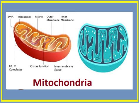 Which Organelle Is Known As The Powerhouse Of The Cell