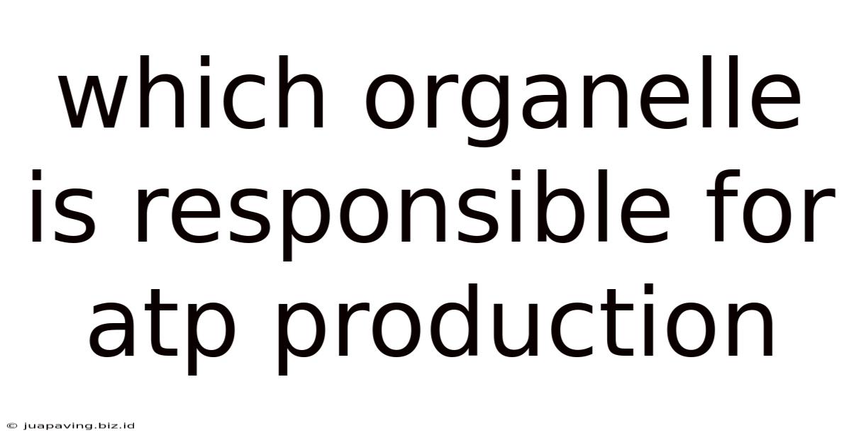 Which Organelle Is Responsible For Atp Production