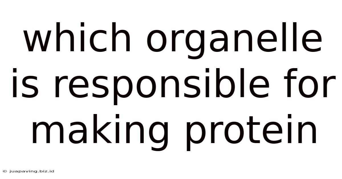 Which Organelle Is Responsible For Making Protein