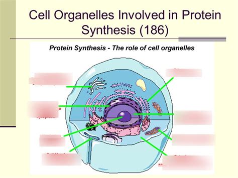 Which Organelle Is Responsible For Synthesizing Proteins