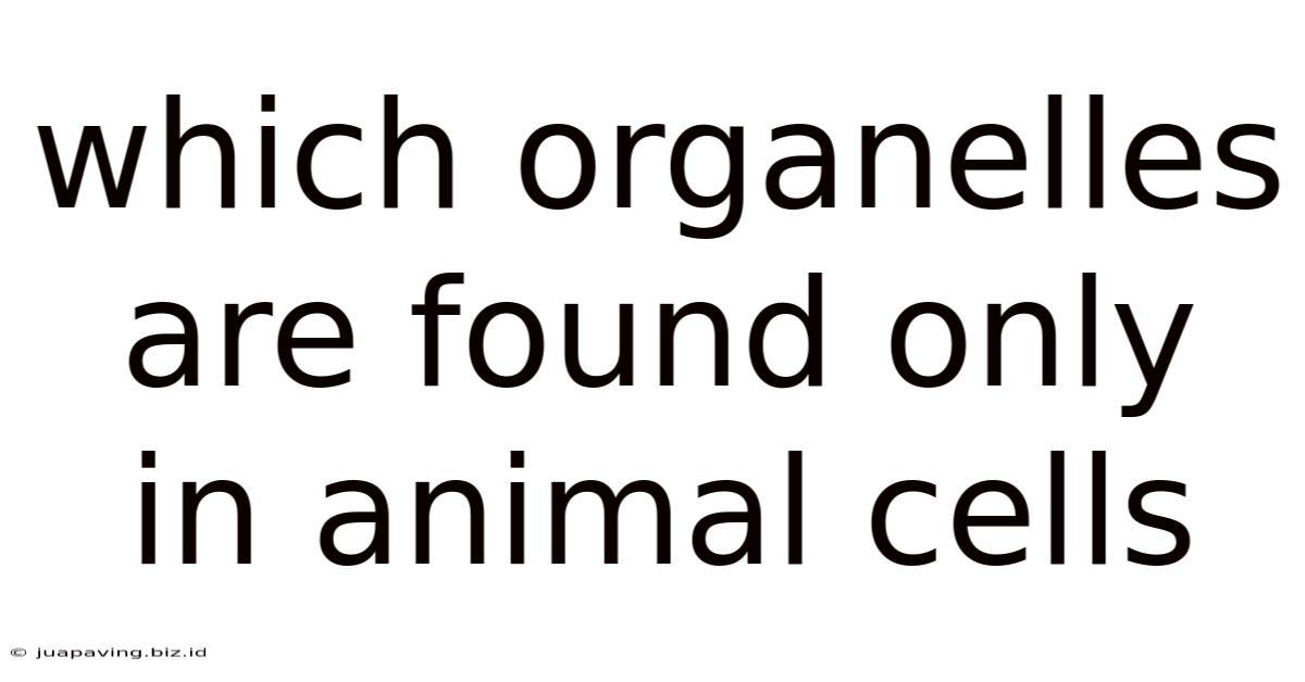 Which Organelles Are Found Only In Animal Cells