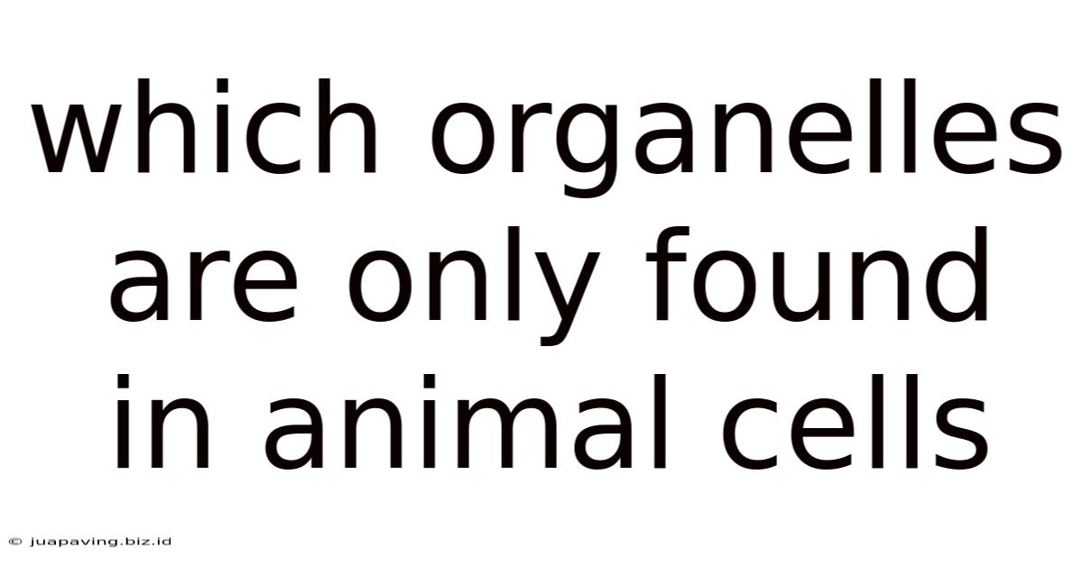 Which Organelles Are Only Found In Animal Cells