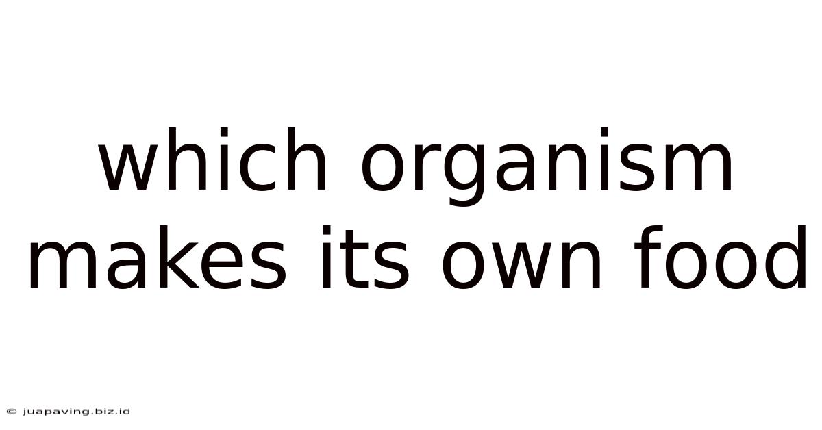 Which Organism Makes Its Own Food