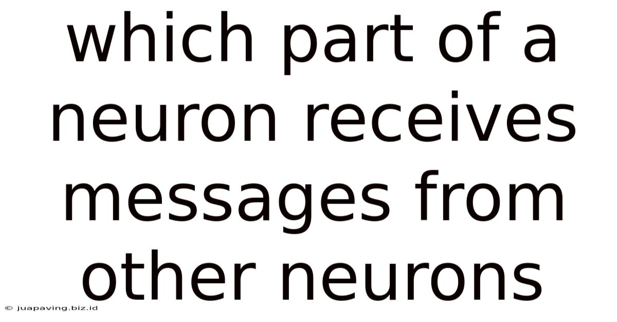 Which Part Of A Neuron Receives Messages From Other Neurons