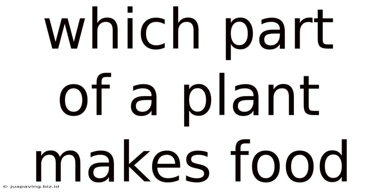 Which Part Of A Plant Makes Food