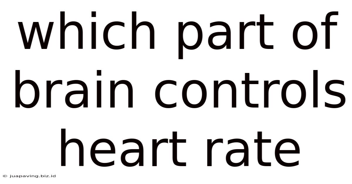 Which Part Of Brain Controls Heart Rate
