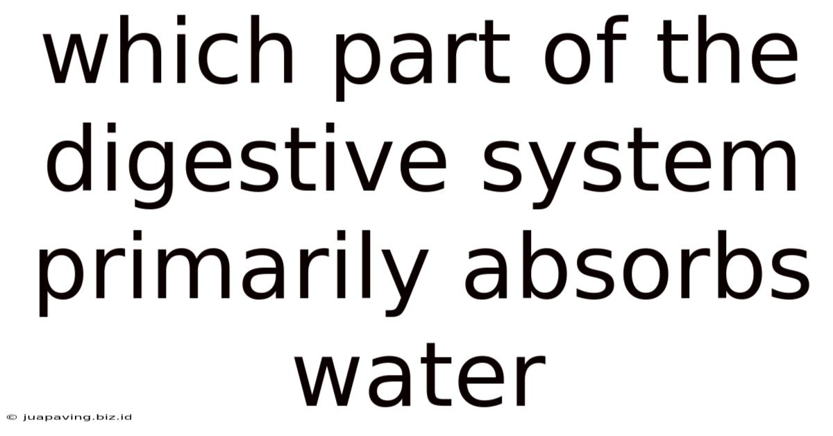 Which Part Of The Digestive System Primarily Absorbs Water