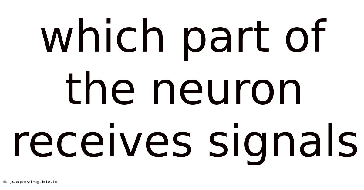 Which Part Of The Neuron Receives Signals